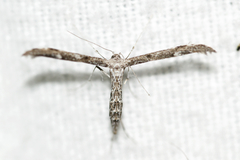 Hellinsia inquinatus