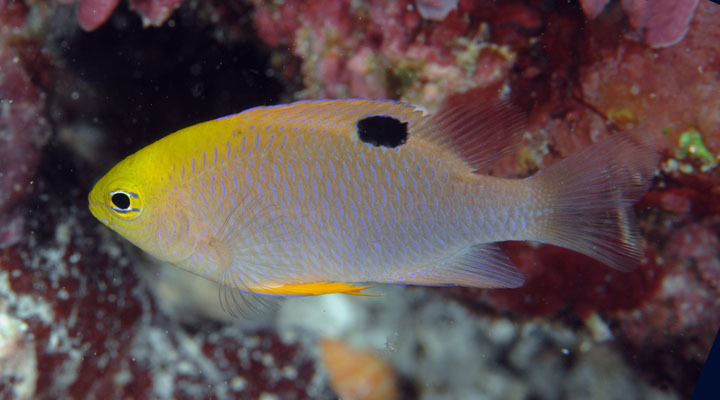 Talbot's Damselfish
