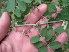 Indigofera lindheimeriana