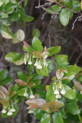 Diospyros scabrida