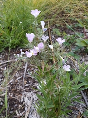 Leptosiphon grandiflorus
