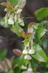 Diospyros scabrida