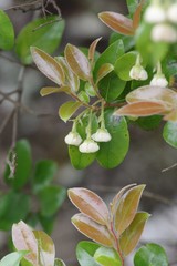 Diospyros scabrida