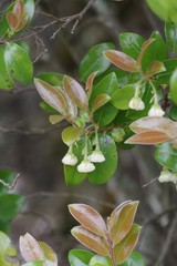 Diospyros scabrida