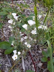 Leptosiphon grandiflorus