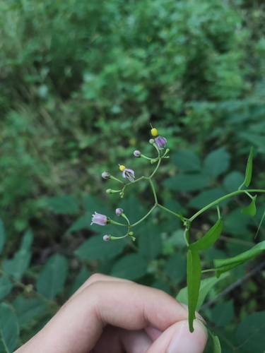 Solanum japonense iNat (2)