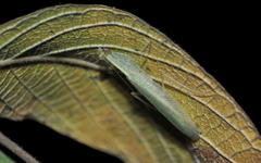 Negromantis gracillima