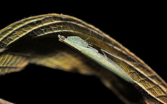 Negromantis gracillima
