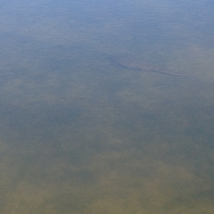 Pseudobatos productus