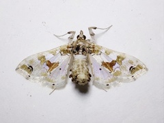 Leucinodes orbonalis