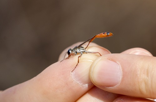 Ammophila boharti