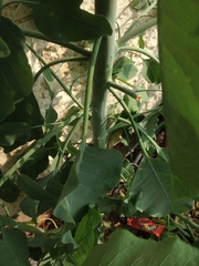 Nicotiana glauca