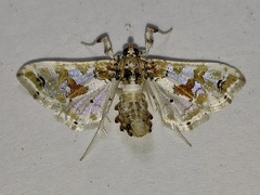 Leucinodes orbonalis