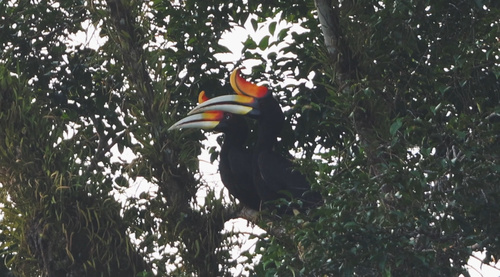 Rhinoceros Hornbill