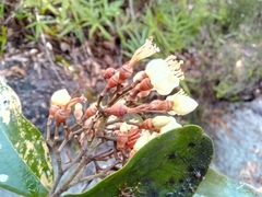 Sarcolaena multiflora image