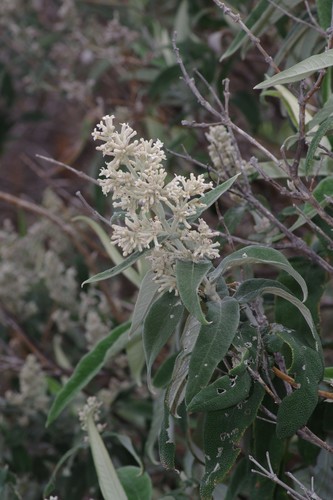 Sagewood