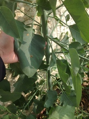 Nicotiana glauca