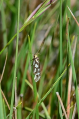 Tanyzancla marionella