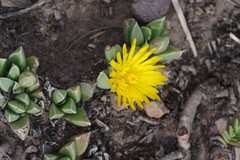 Bergeranthus katbergensis