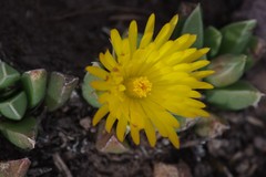 Bergeranthus katbergensis