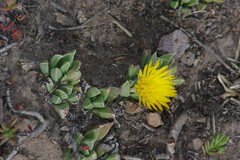 Bergeranthus katbergensis