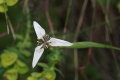 Moraea brevistyla