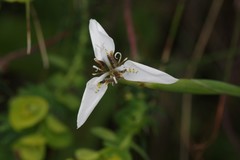 Moraea brevistyla