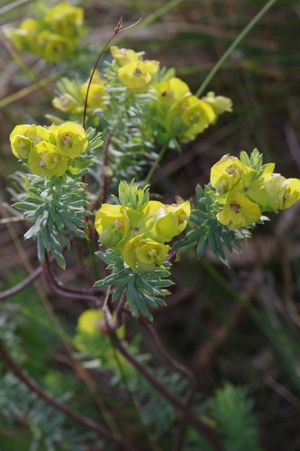 Euphorbia natalensis