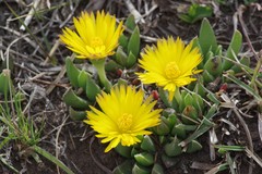 Bergeranthus katbergensis