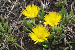 Bergeranthus katbergensis