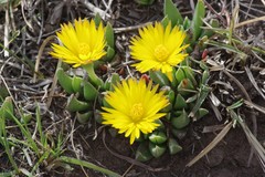 Bergeranthus katbergensis