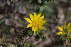 Arrowsmithia styphelioides