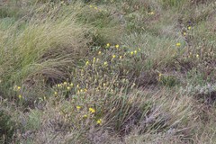 Arrowsmithia styphelioides