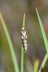 Tanyzancla marionella