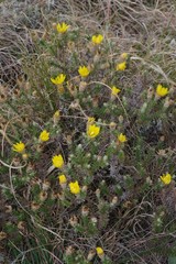 Arrowsmithia styphelioides