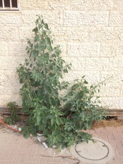 Nicotiana glauca