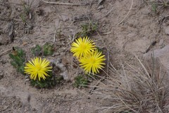 Bergeranthus katbergensis