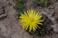 Bergeranthus katbergensis