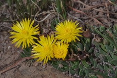 Bergeranthus katbergensis
