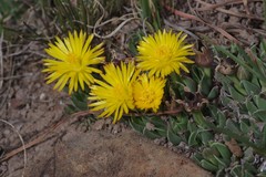 Bergeranthus katbergensis