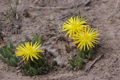 Bergeranthus katbergensis