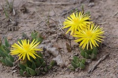 Bergeranthus katbergensis