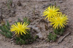Bergeranthus katbergensis
