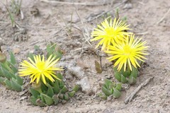 Bergeranthus katbergensis