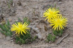 Bergeranthus katbergensis