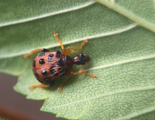 Paroplapoderus fallax