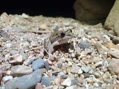 Litoria inermis