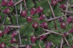 Euphorbia pulvinata