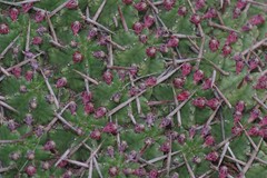 Euphorbia pulvinata