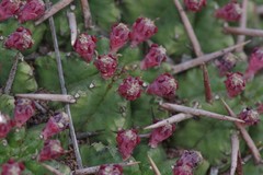 Euphorbia pulvinata